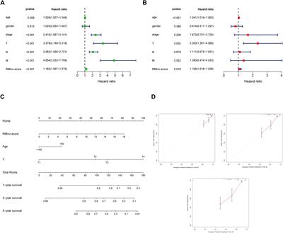 Identification of RNA Methylation-Related lncRNAs Signature for Predicting Hot and Cold Tumors and Prognosis in Colon Cancer